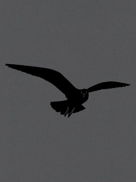 Möwe