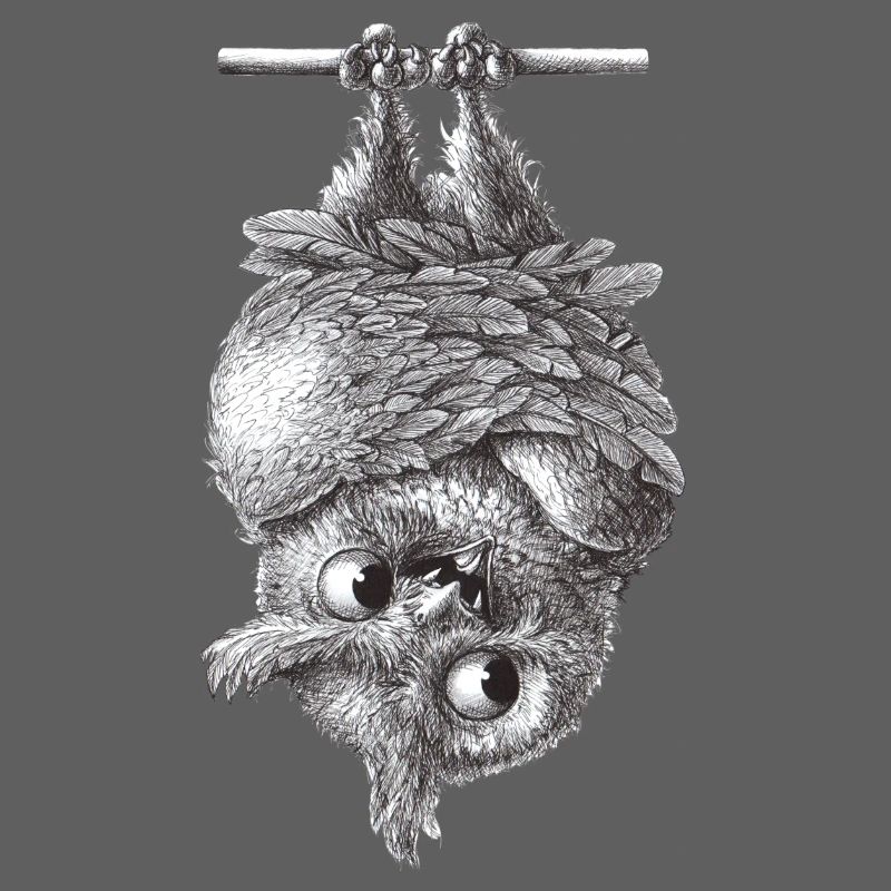 Vampir Eule - Dracula Eule