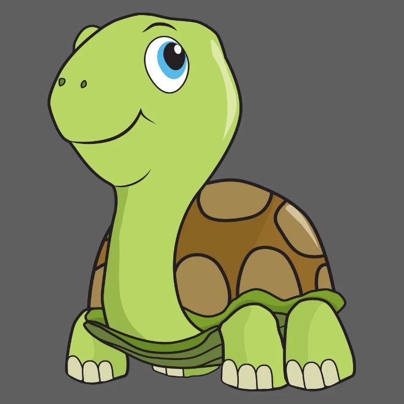 Tortoise turtle