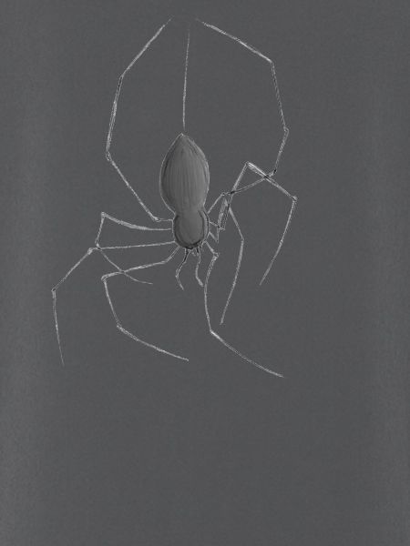 Spinne