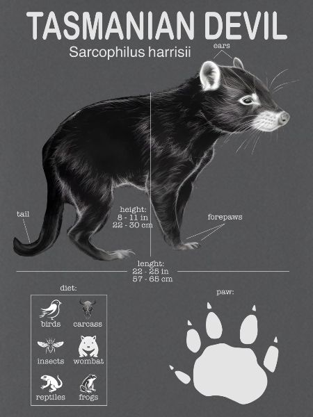 Tasmanian Devil