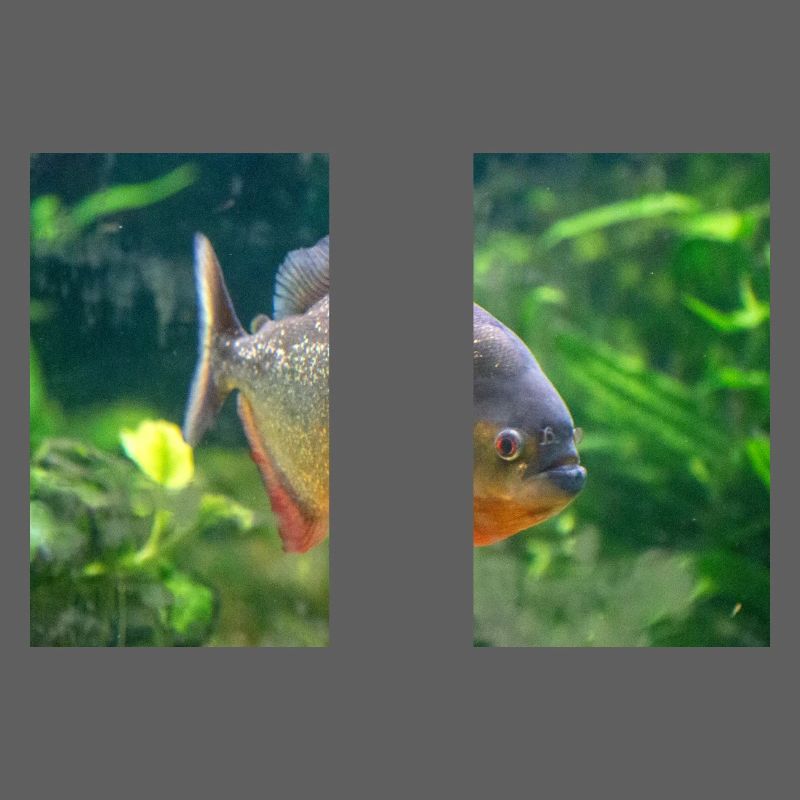 Piranha fish silver red Sharp teeth