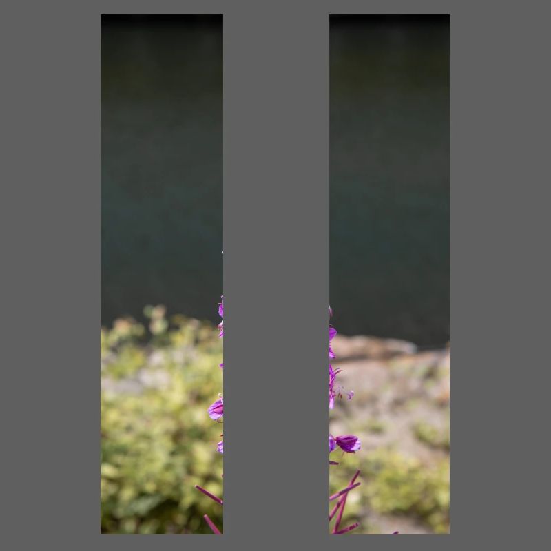 fireweed also willow herb also rosebay willowherb