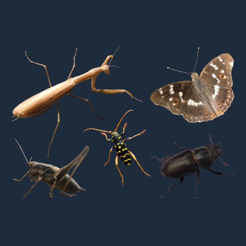 Insects