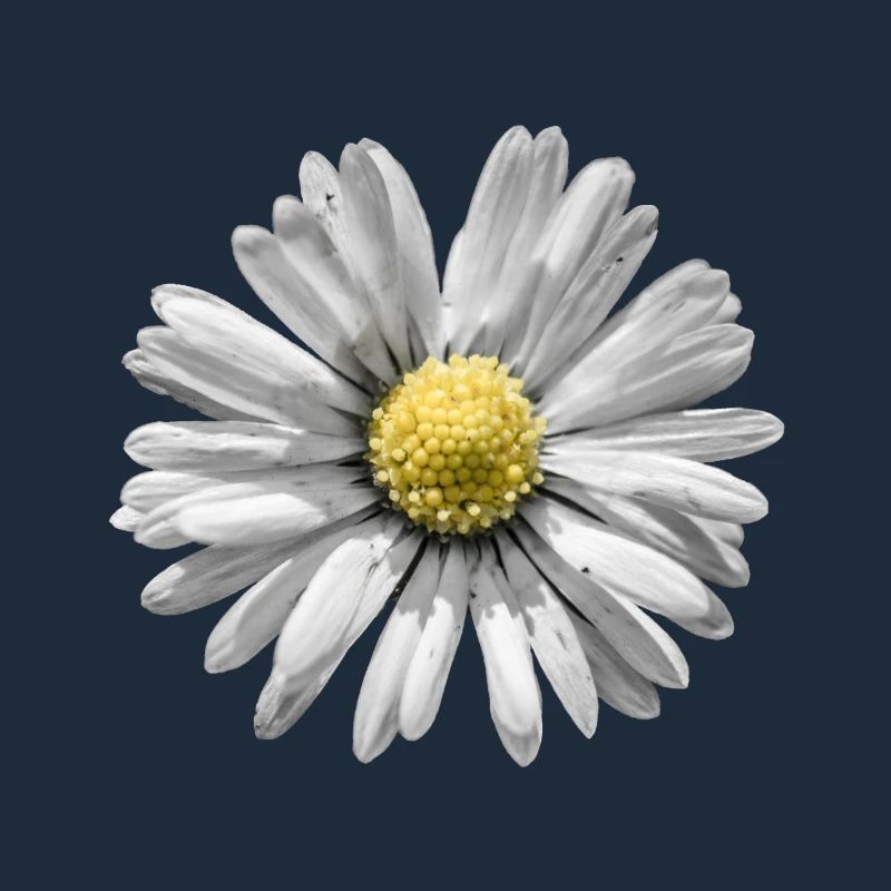 Gänseblümchen