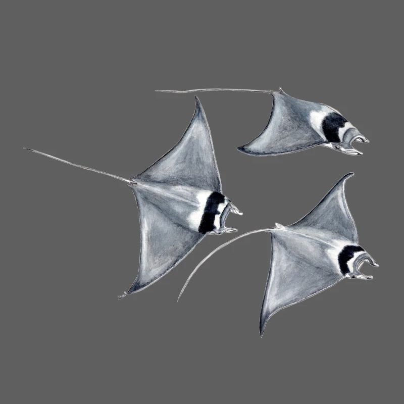 Manta ray - Raie blanket - rays devil fish blanket