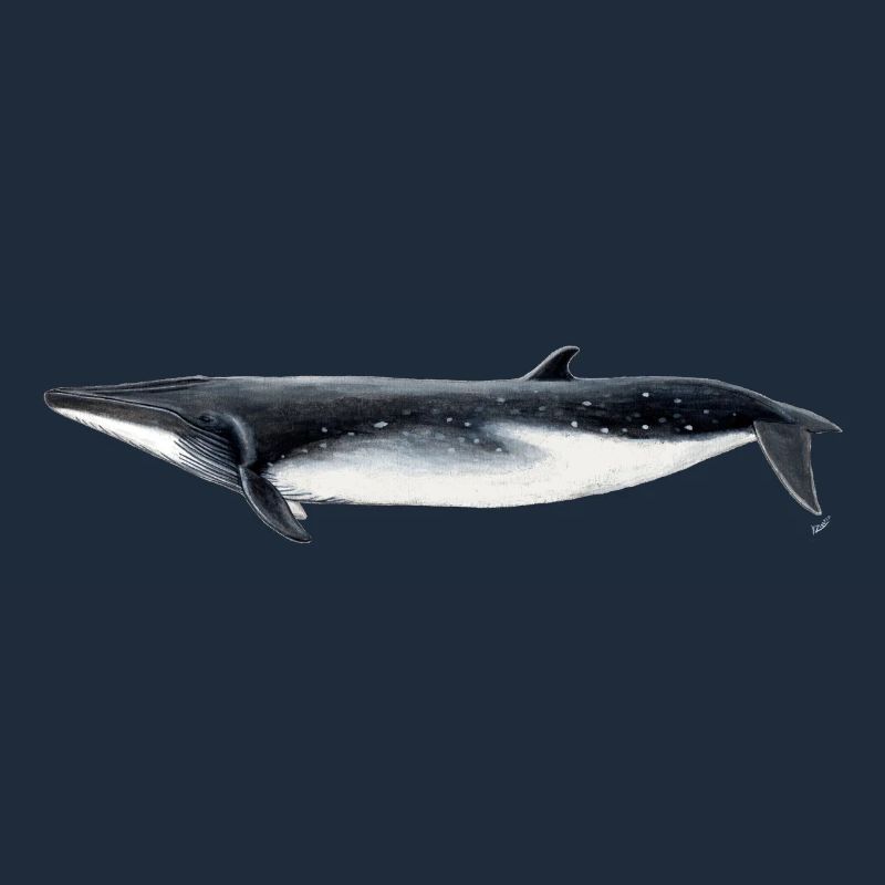 Bryde - Bryde baleine - rorqual tropical