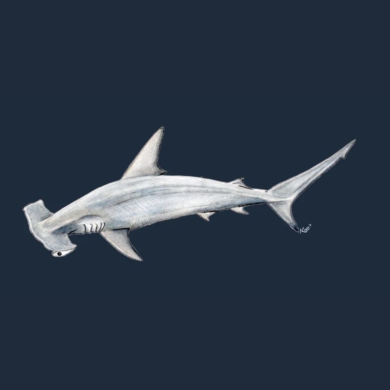requin Martillon - requin-marteau - Réquin