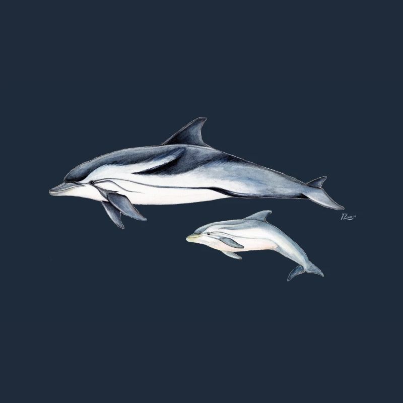 Liste Dolphin - dauphin rayé - dauphin