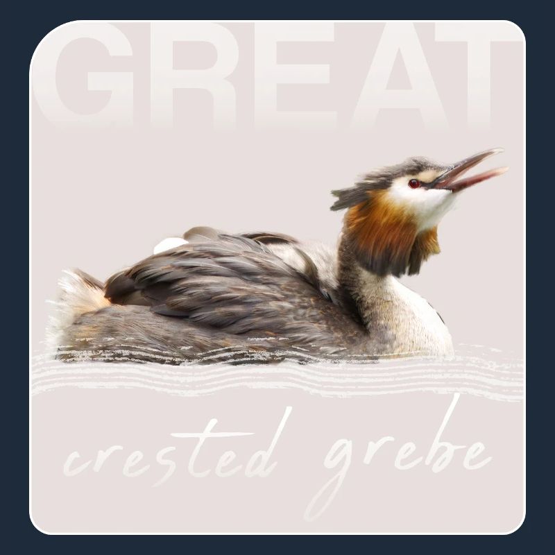 Great crested grebe
