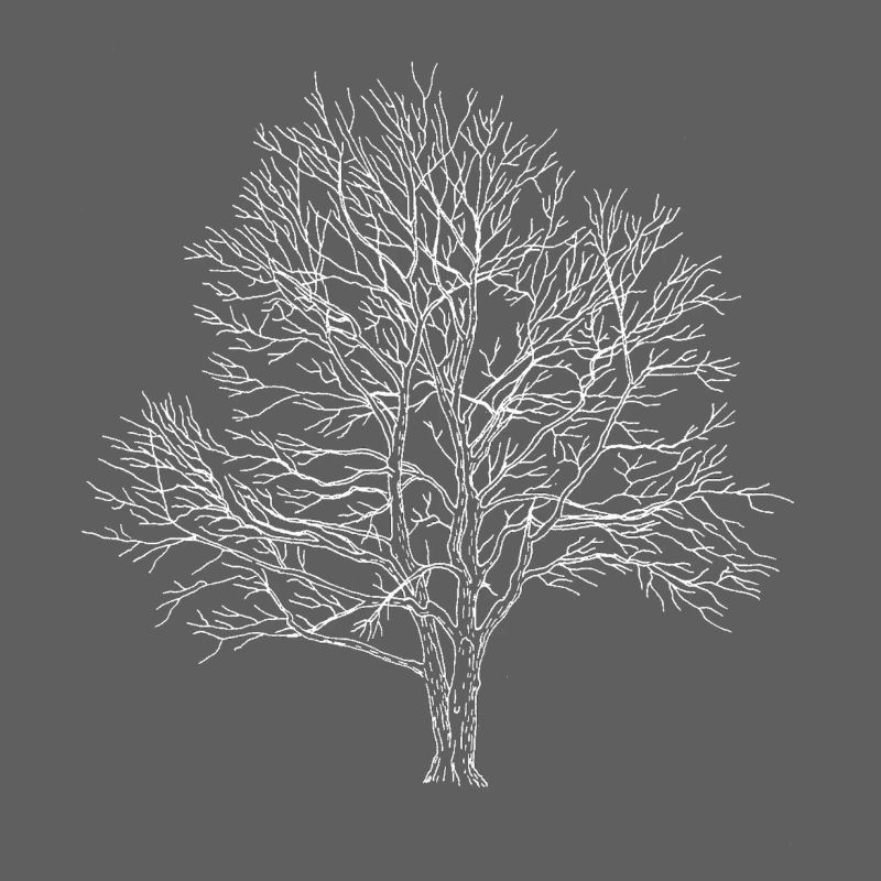 Weißer Baum Silhouette Eiche Wald Natur 