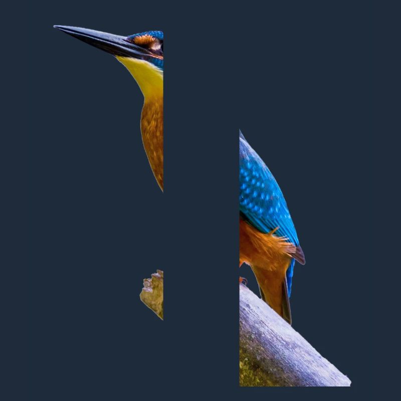 eisvogel
