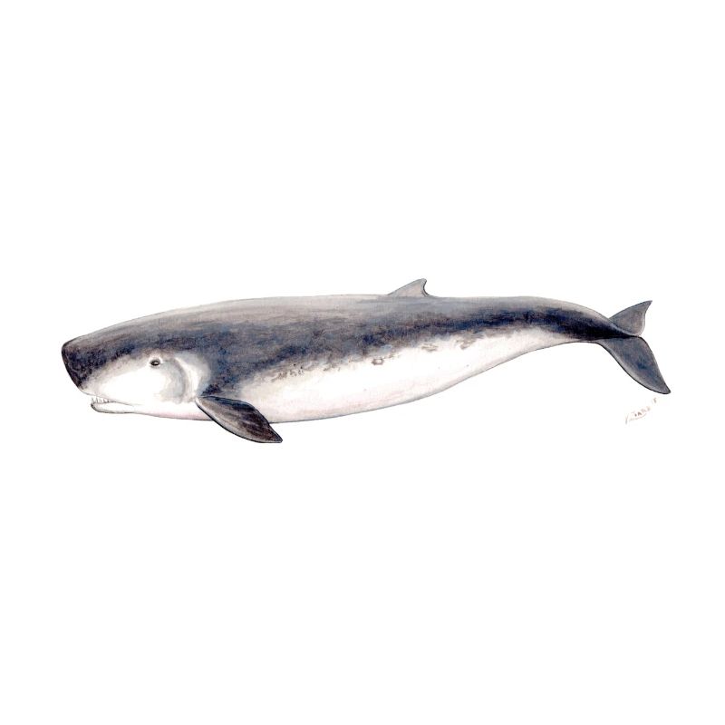 sperme pygmée cachalot pygmée baleine Kogia breviceps