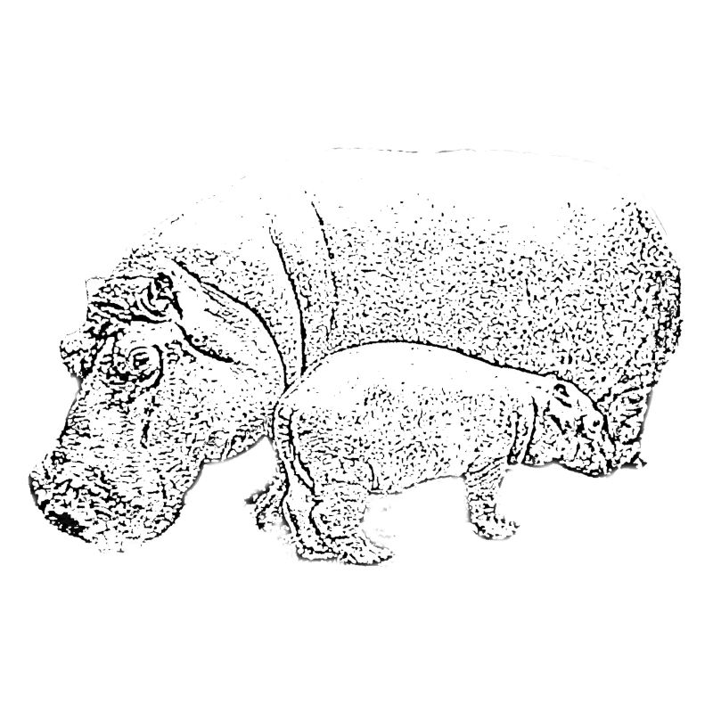Hippo