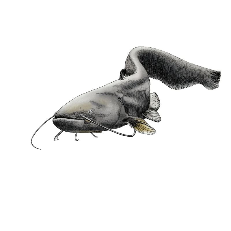catfish