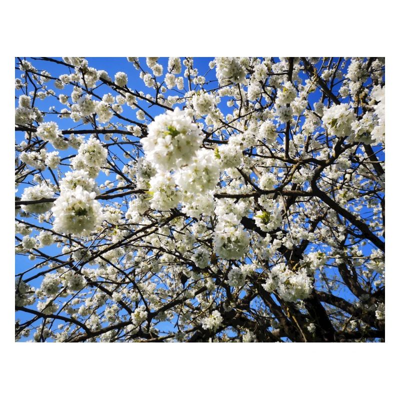 Apple Apple Blossom in Spring Fruit