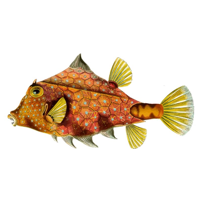Fisch