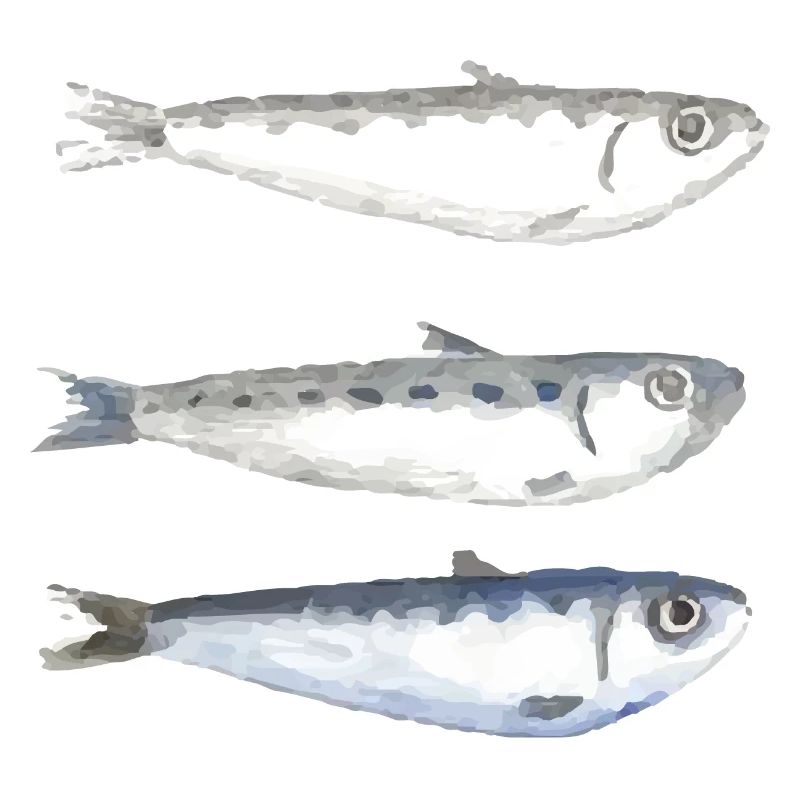 sardine
