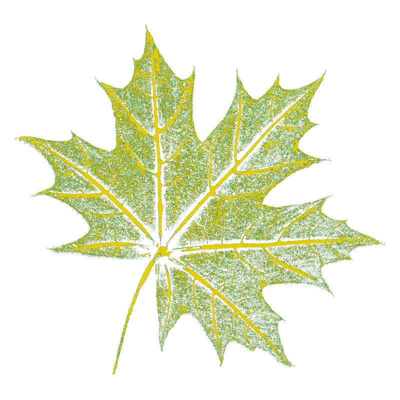 Feuille d’érable - Forêt et nature BOTANIK