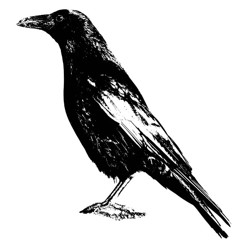 corbeau
