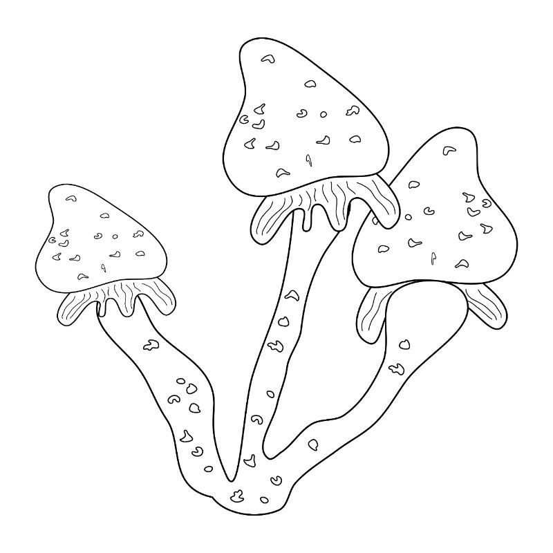 Champignons Champignons comestibles