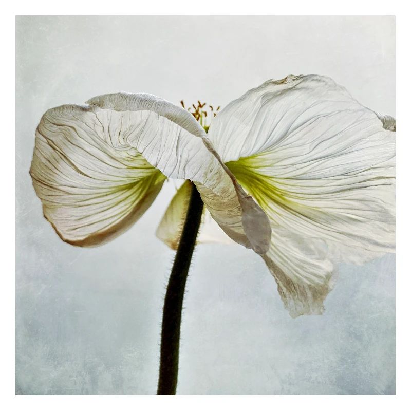Weiße Mohnblüte