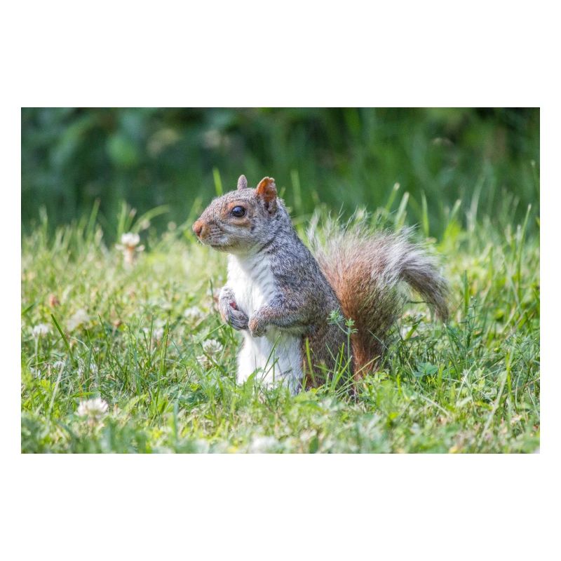 Écureuil gris debout (Sciurus carolinensis) gris