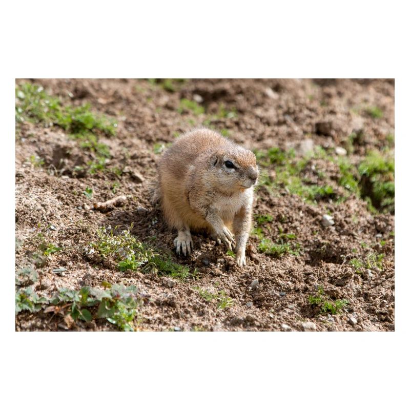 African ground squirrels Borstenhörnchen Xerus