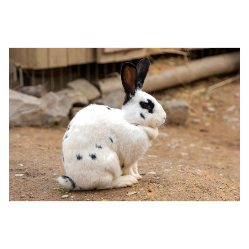 Rabbit (in german Kaninchen)