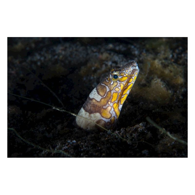 Napoleon snakes eel