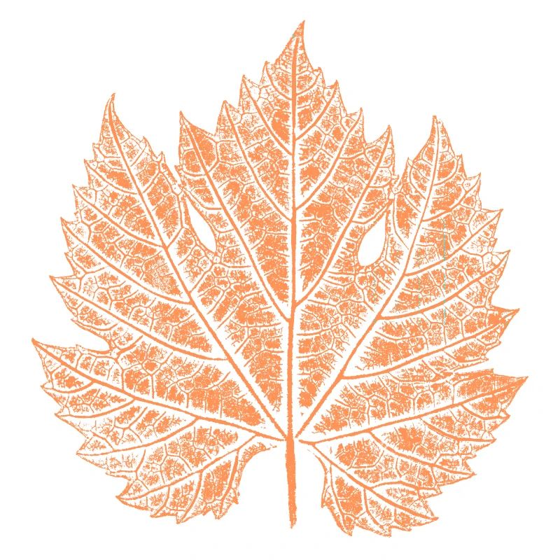 Wine / Leaf / Autumn
