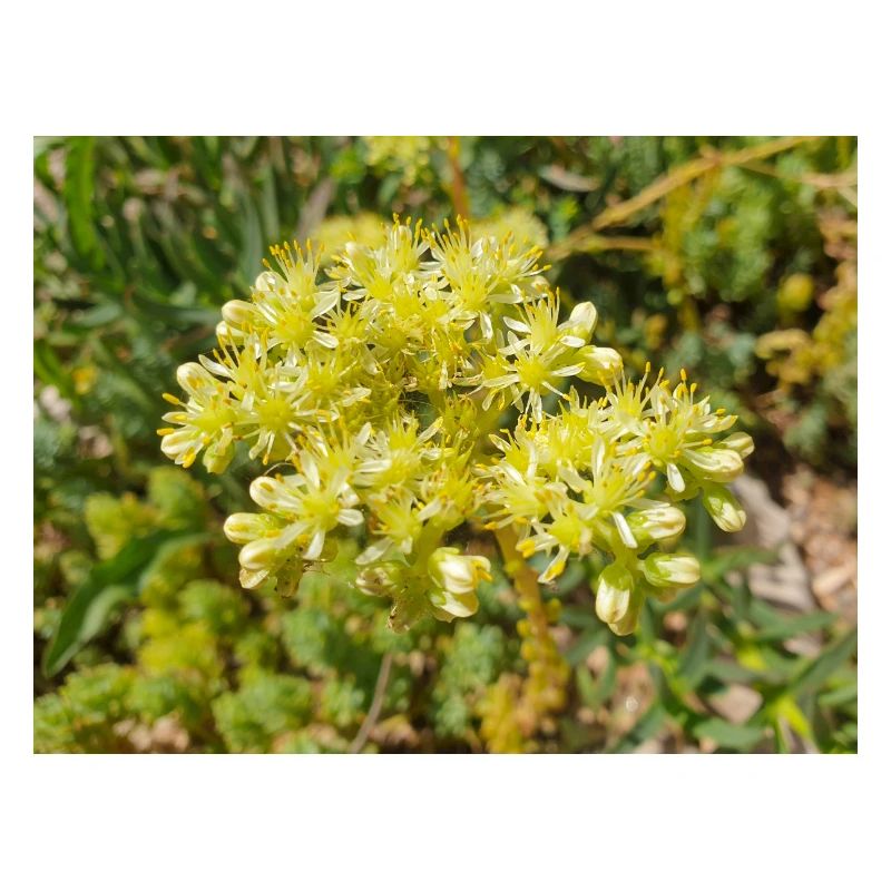 Heller Mauerpfeffer (auf deutsch Nizza-Mauerpfeffer)
