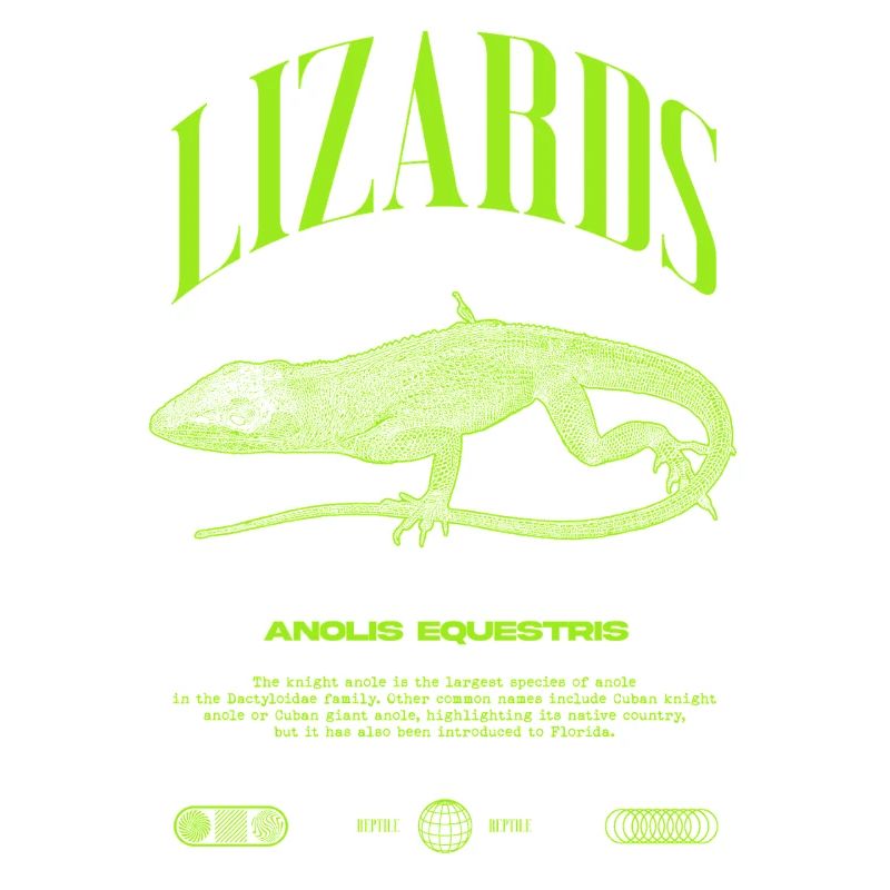 Cuban Knight Anole Reptile Keeper Lizard