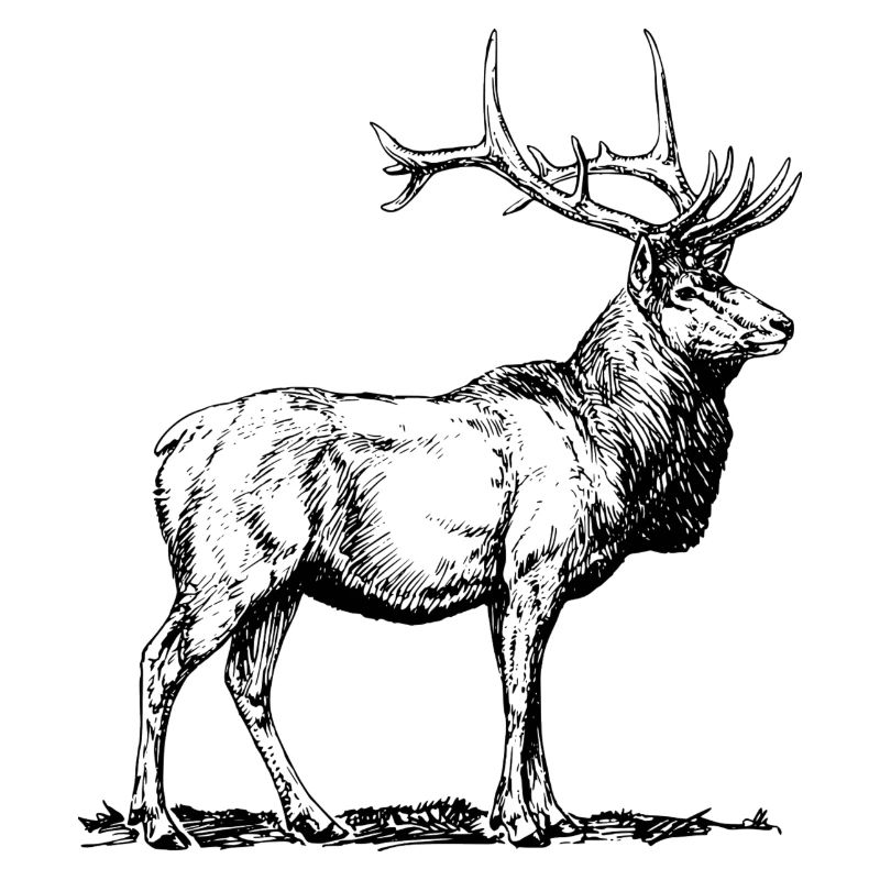 Hirsch
