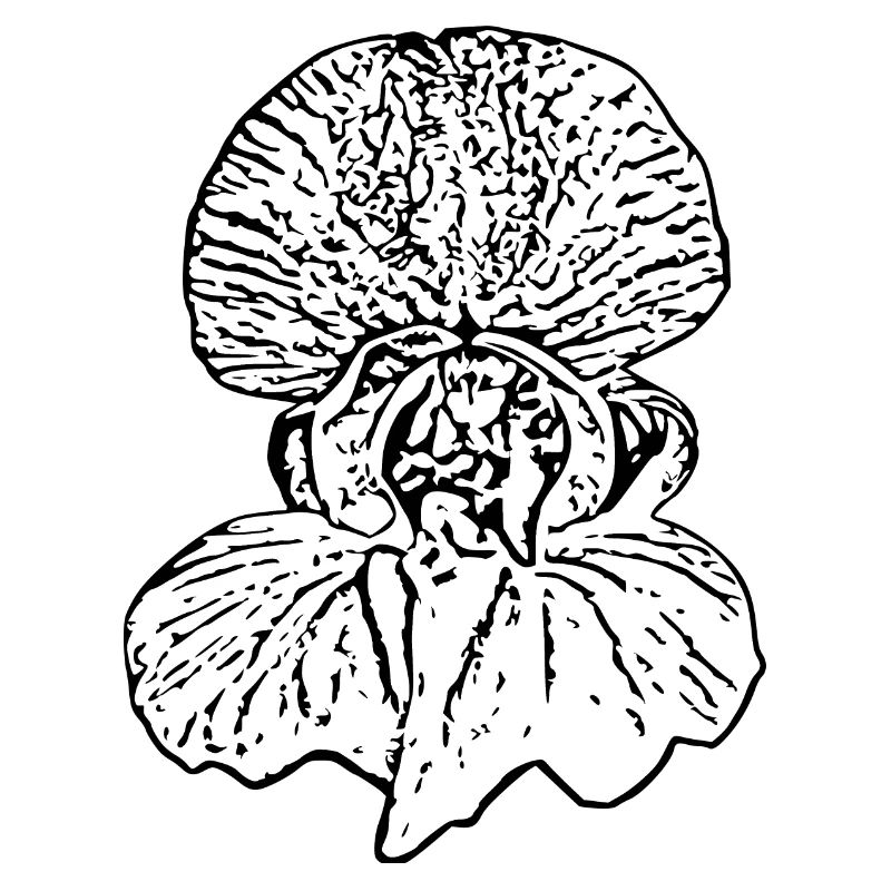 Fleur, Blanc, Fleurs, Fleur Blanche, Orchidée