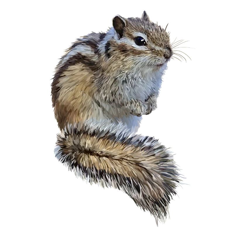 chipmunk