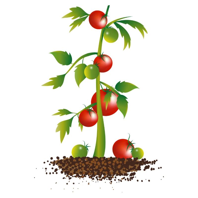 Plant de tomate