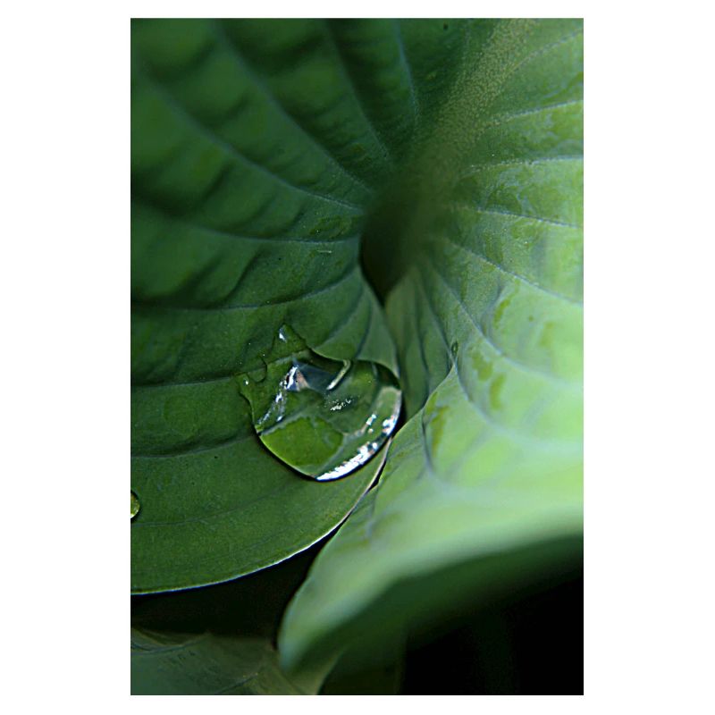 Rosée tropicale verte feuillue