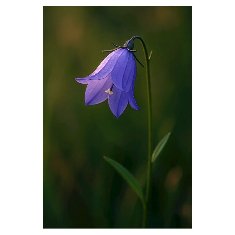 Rundblättrige Glockenblume