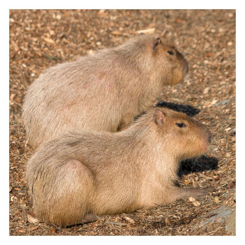 Capybara capybara (Hydrochoerus hydrochaeris)
