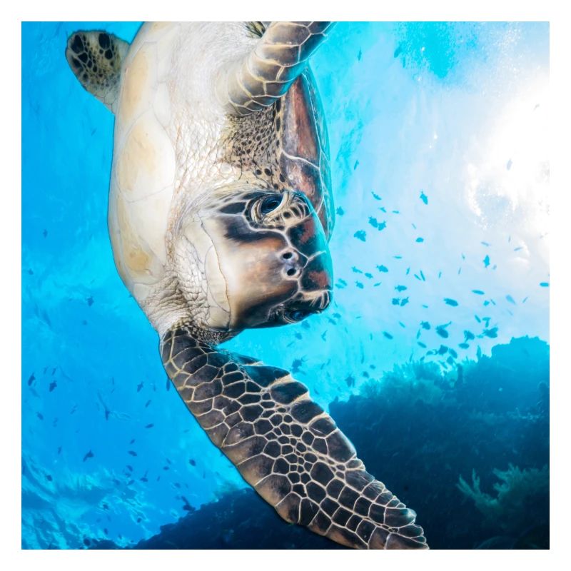 Schildkröte