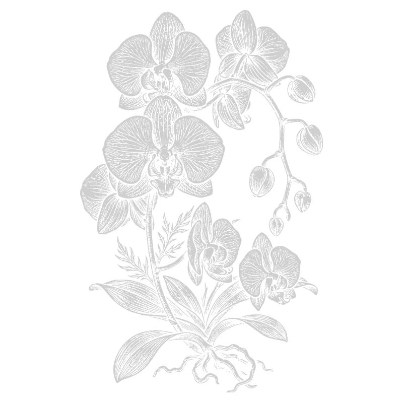Orchidée Linework Silk Floral