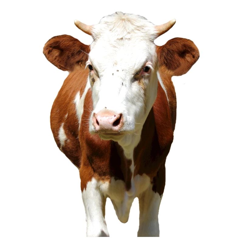 Tête de vache