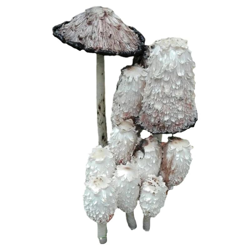 Champignons de la forêt hirsute