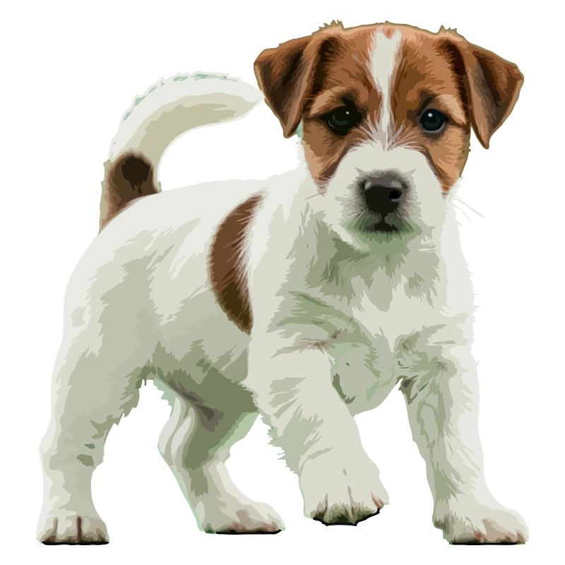 Jack Russell Terrier real