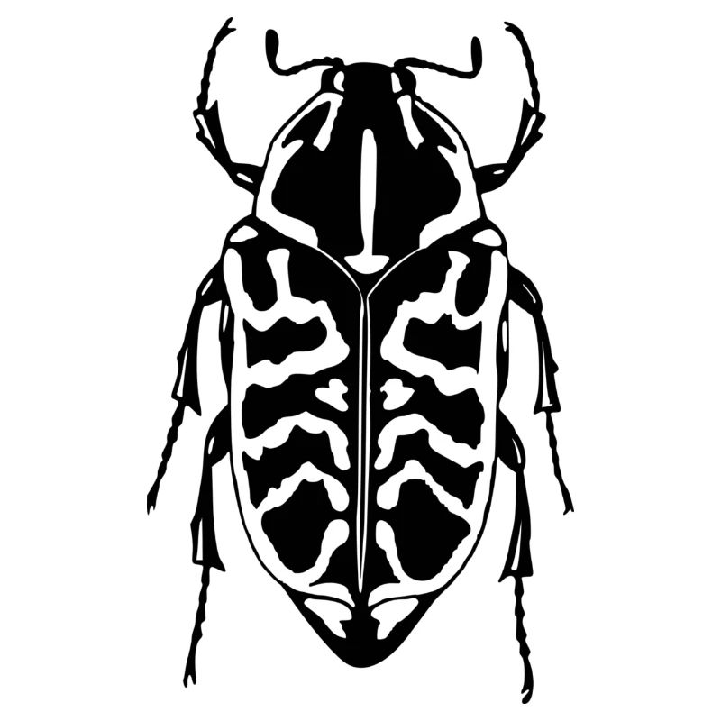 bark beetle