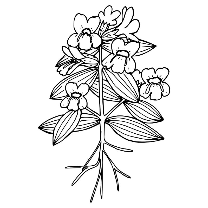 Cusick s monkeyflower