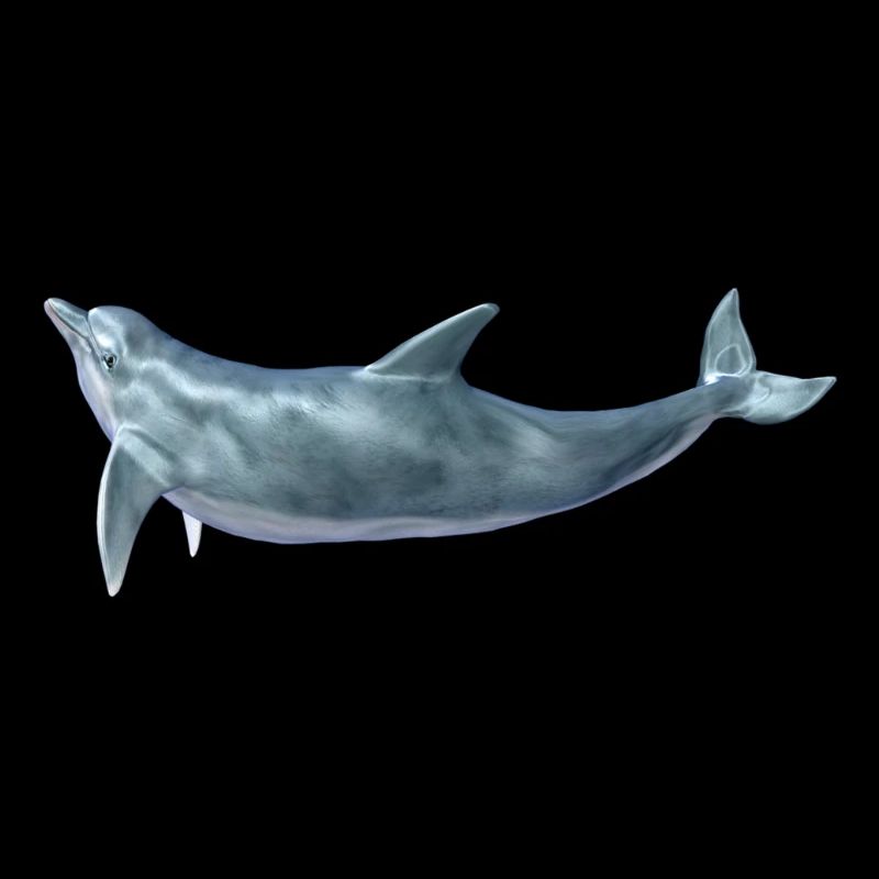 dolphin