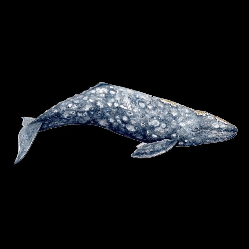 Grauwal - Grauwal - Baleine grise