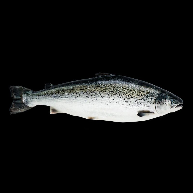 Lachs